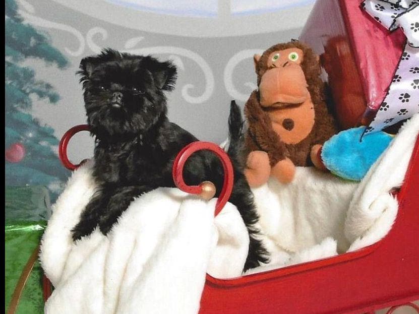 Affenpinscher Puppies breeder image 8