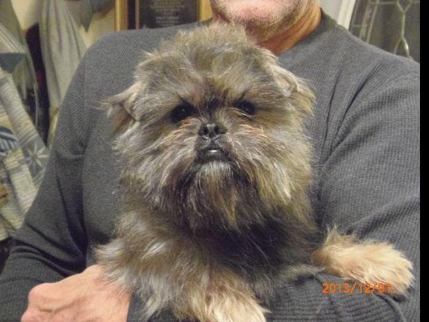 Affenpinscher Puppies breeder image 9