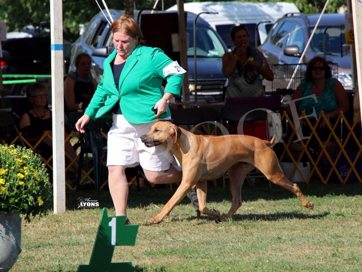 We've discovered yogurt! Rhodesian Ridgeback Puppies breeder image 3