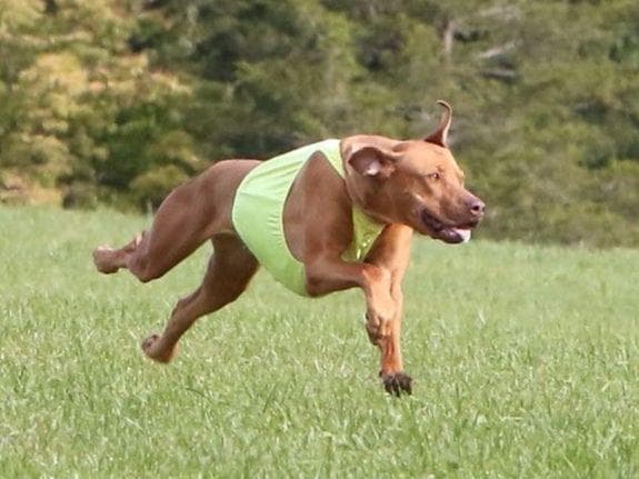 We've discovered yogurt! Rhodesian Ridgeback Puppies breeder image 2