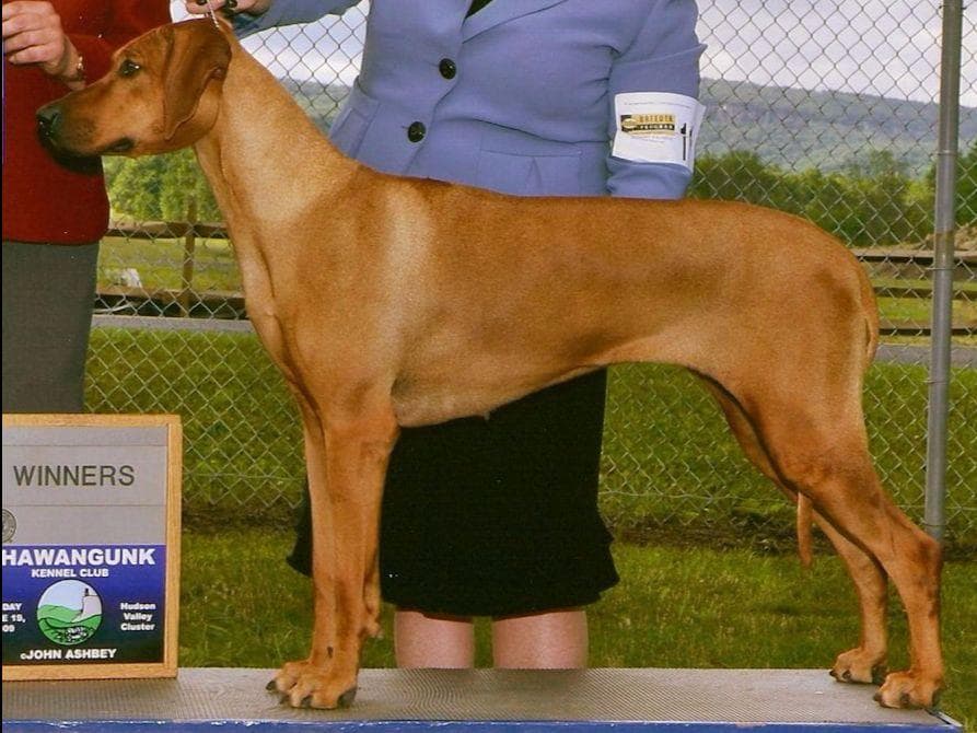 We've discovered yogurt! Rhodesian Ridgeback Puppies breeder image 5
