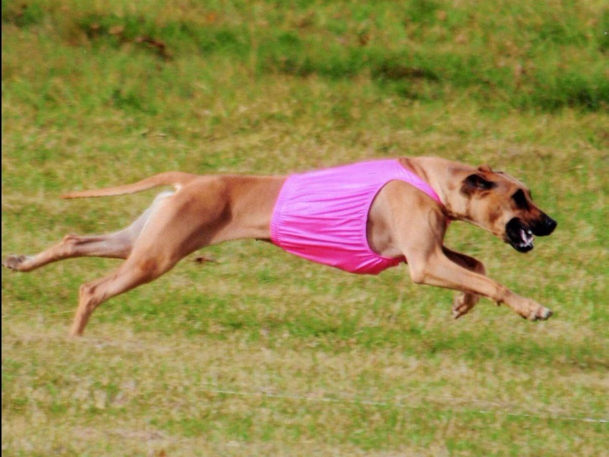 We've discovered yogurt! Rhodesian Ridgeback Puppies breeder image 8
