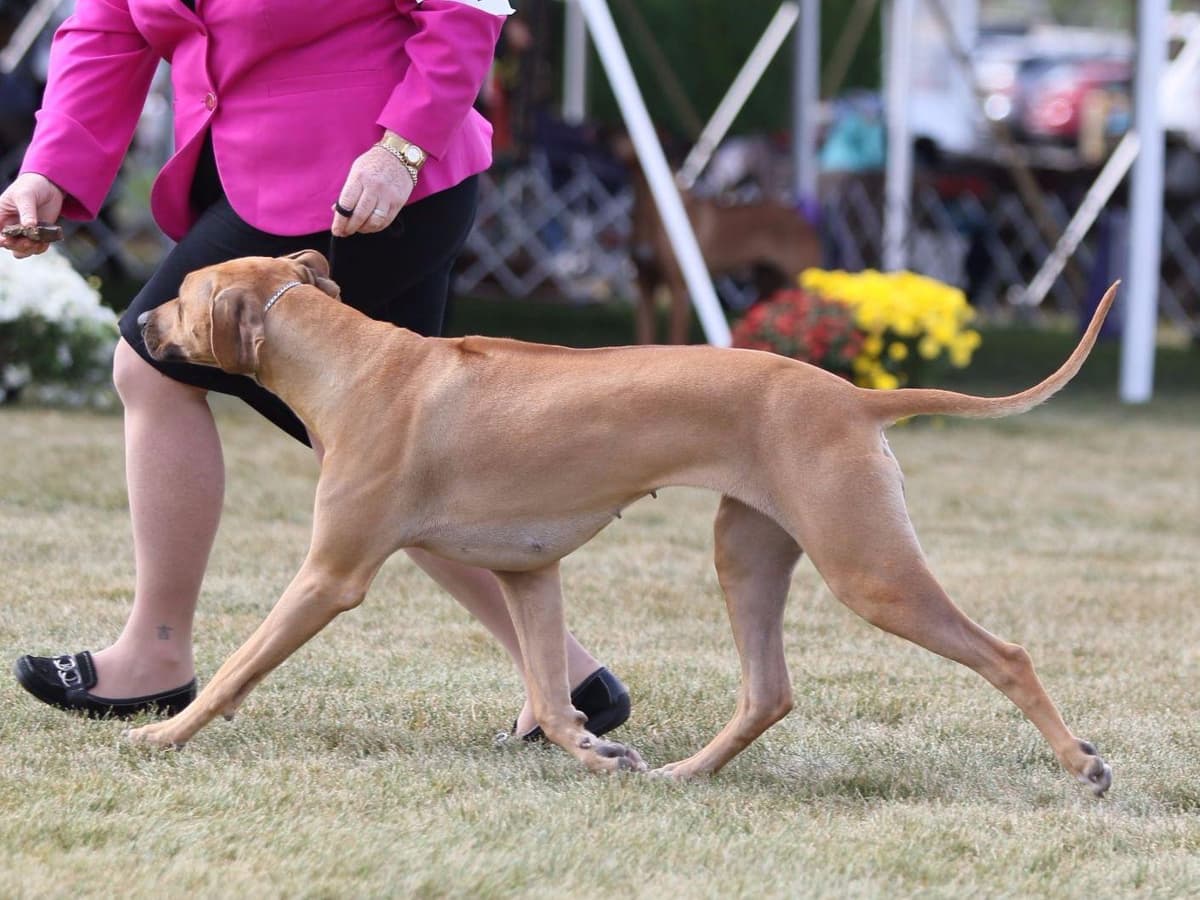 We've discovered yogurt! Rhodesian Ridgeback Puppies breeder image 9