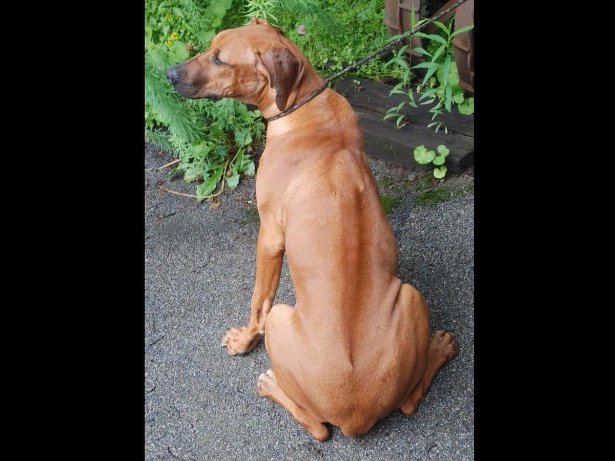 We've discovered yogurt! Rhodesian Ridgeback Puppies breeder image 10