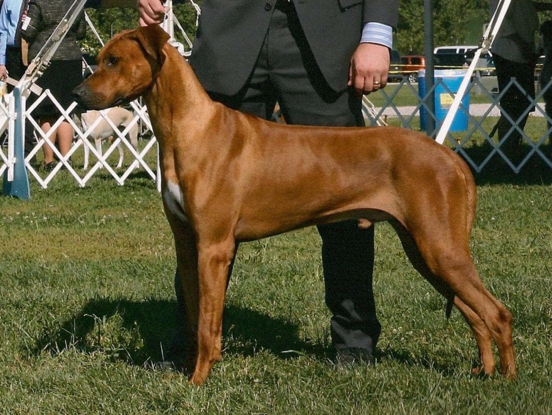 We've discovered yogurt! Rhodesian Ridgeback Puppies breeder image 11