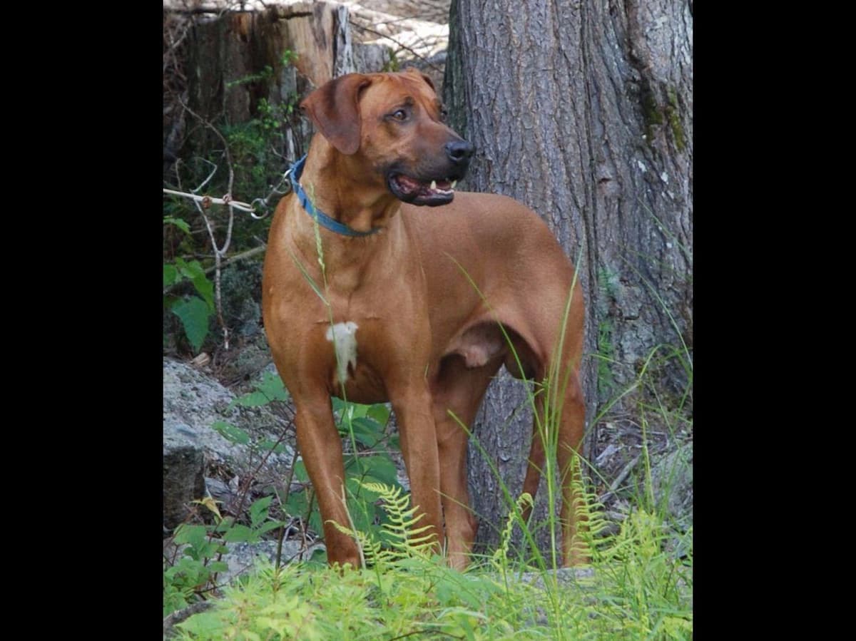 We've discovered yogurt! Rhodesian Ridgeback Puppies breeder image 12