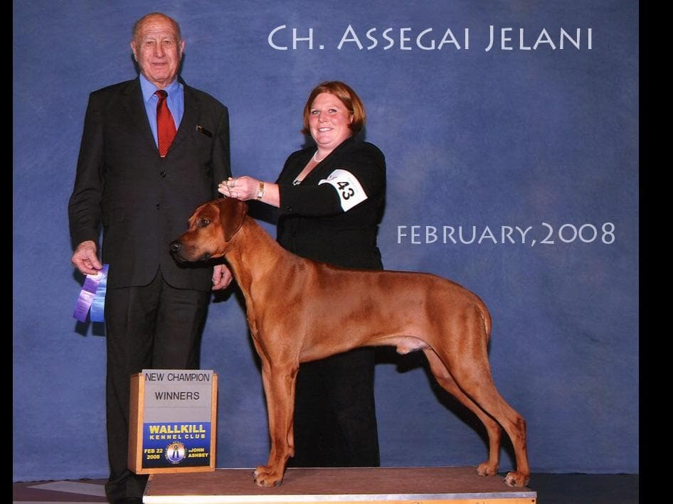 We've discovered yogurt! Rhodesian Ridgeback Puppies breeder image 14
