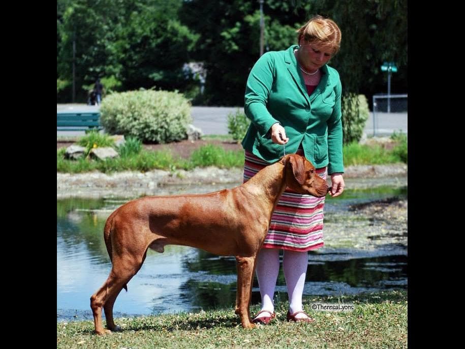 We've discovered yogurt! Rhodesian Ridgeback Puppies breeder image 15