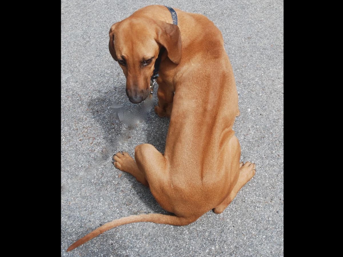 We've discovered yogurt! Rhodesian Ridgeback Puppies breeder image 16