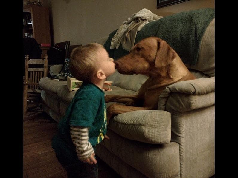 We've discovered yogurt! Rhodesian Ridgeback Puppies breeder image 18