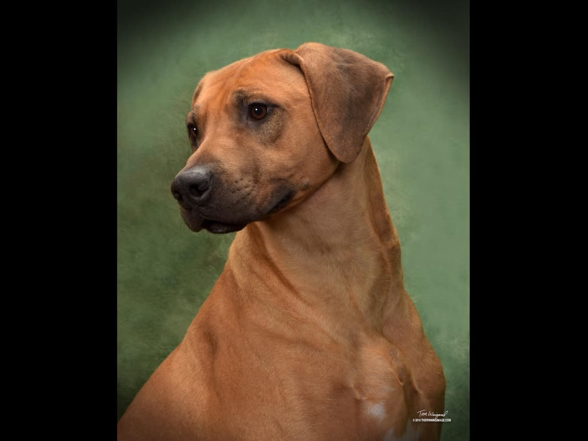We've discovered yogurt! Rhodesian Ridgeback Puppies breeder image 20