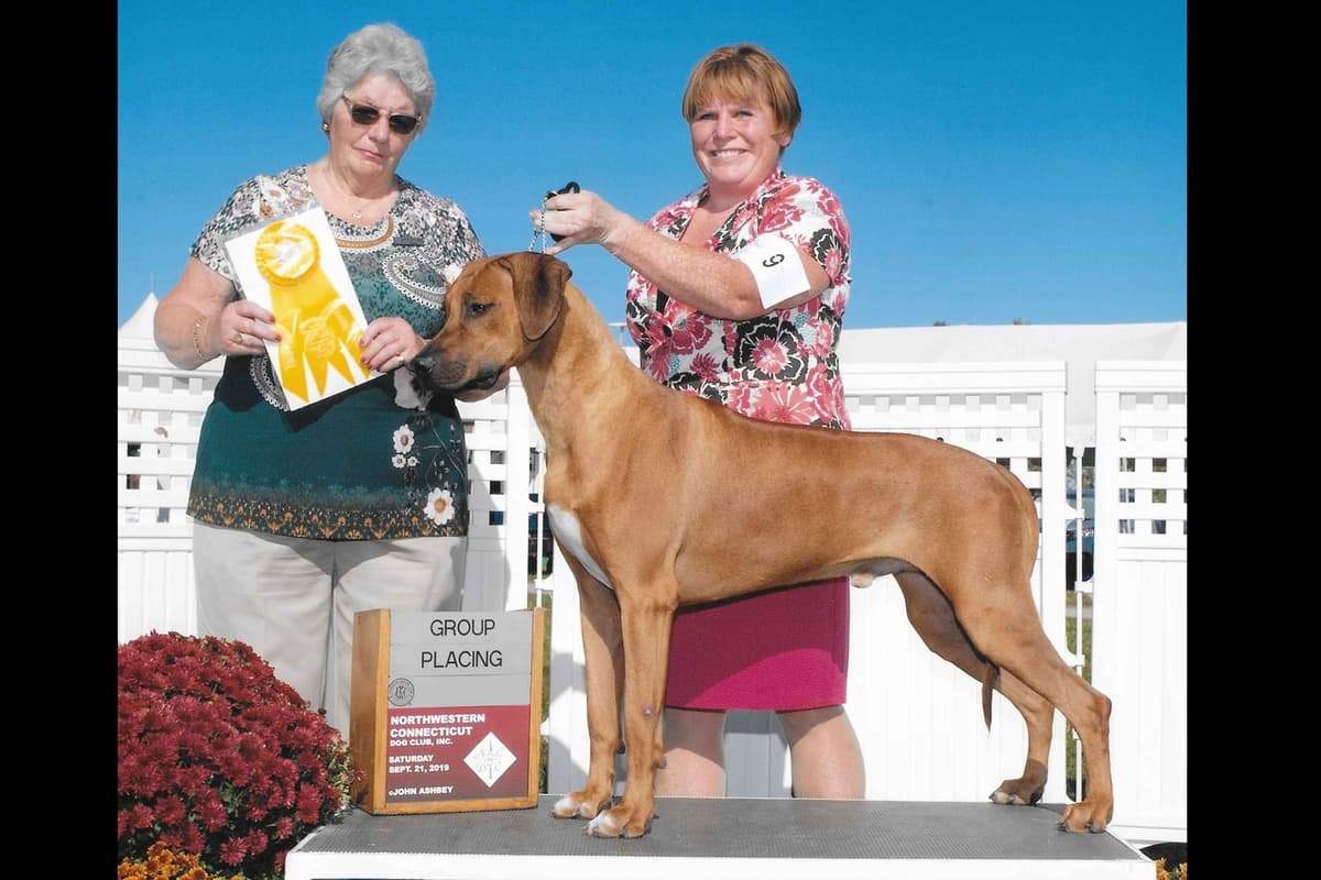 We've discovered yogurt! Rhodesian Ridgeback Puppies breeder image 21
