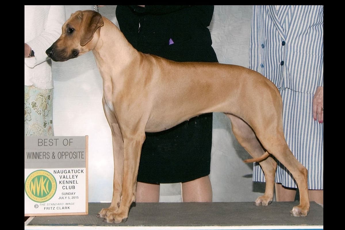 We've discovered yogurt! Rhodesian Ridgeback Puppies breeder image 22