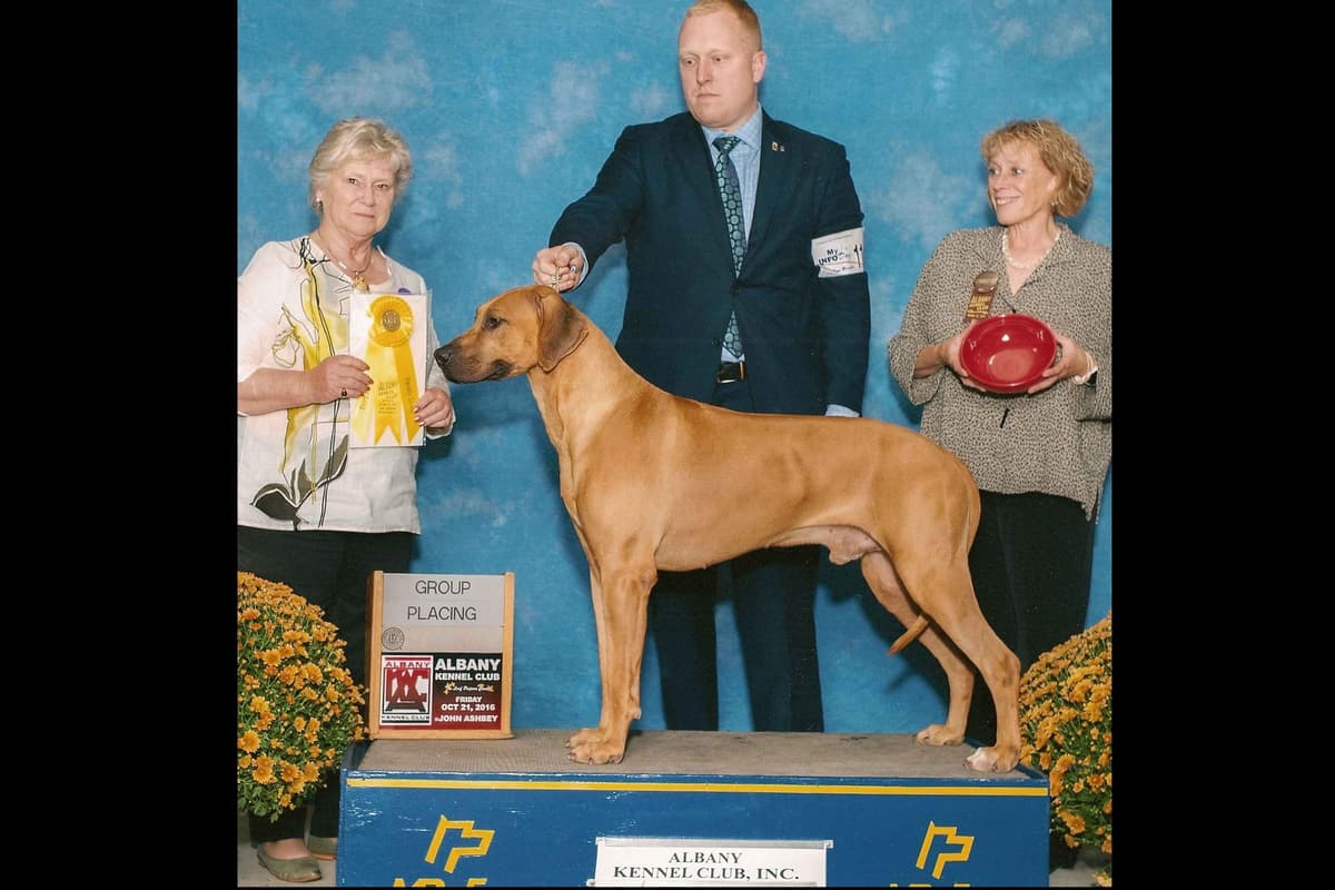 We've discovered yogurt! Rhodesian Ridgeback Puppies breeder image 23