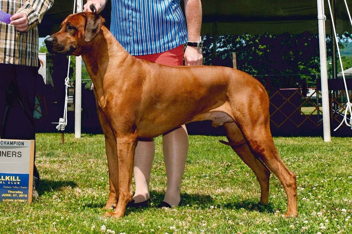 We've discovered yogurt! Rhodesian Ridgeback Puppies breeder image 24