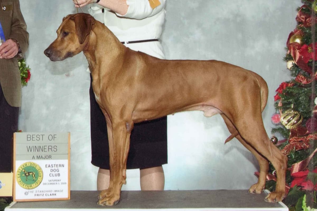 We've discovered yogurt! Rhodesian Ridgeback Puppies breeder image 25