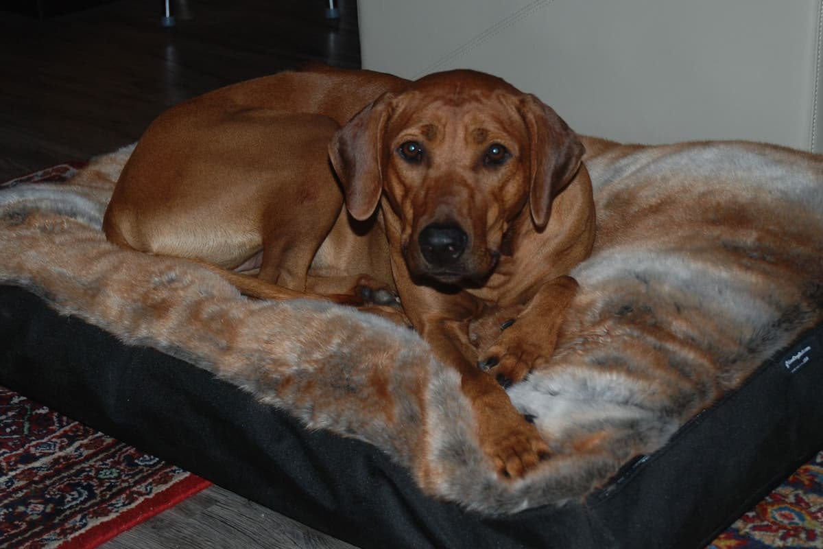 We've discovered yogurt! Rhodesian Ridgeback Puppies breeder image 26