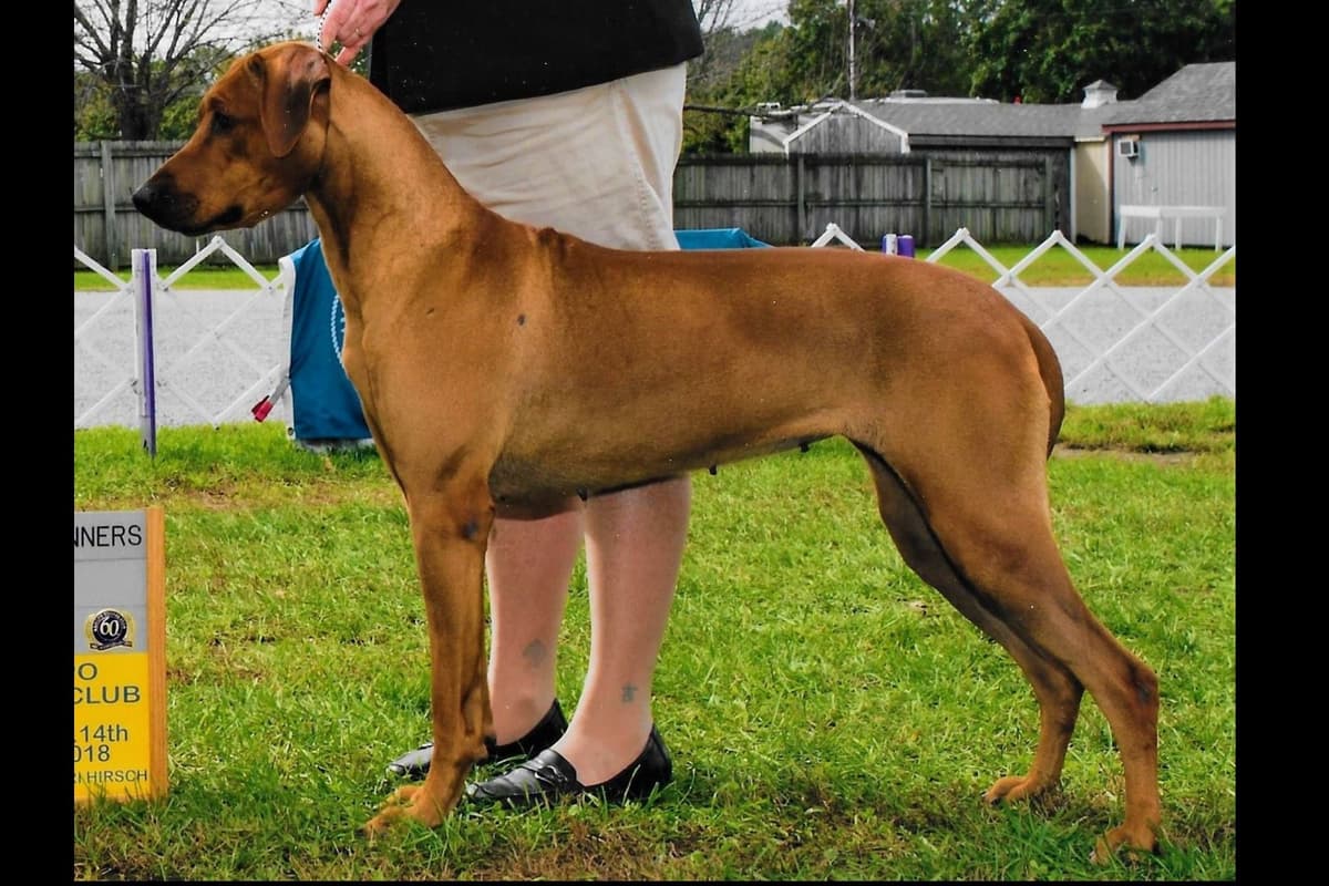We've discovered yogurt! Rhodesian Ridgeback Puppies breeder image 27