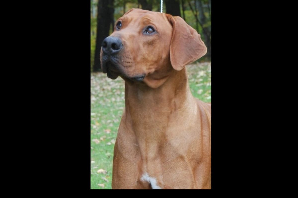 We've discovered yogurt! Rhodesian Ridgeback Puppies breeder image 29