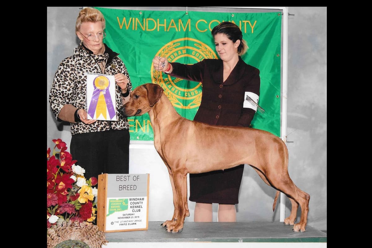 We've discovered yogurt! Rhodesian Ridgeback Puppies breeder image 30