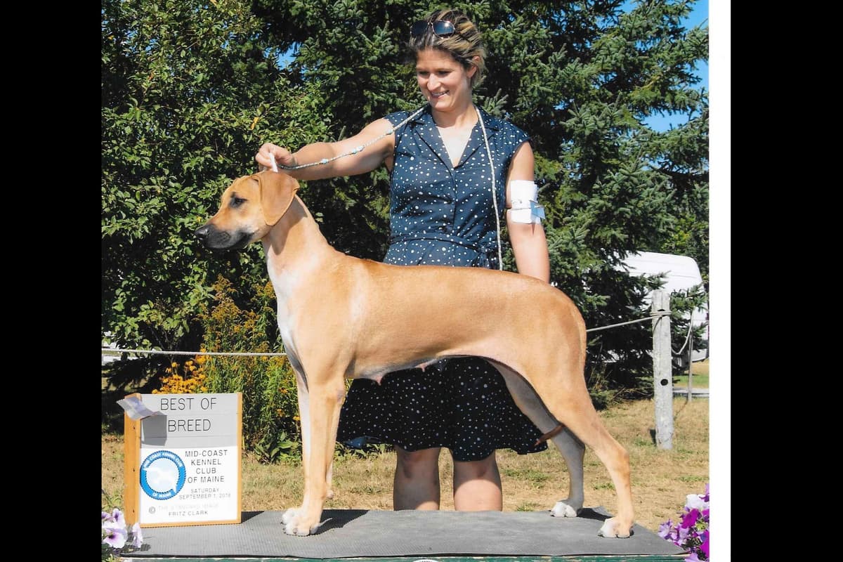 We've discovered yogurt! Rhodesian Ridgeback Puppies breeder image 31