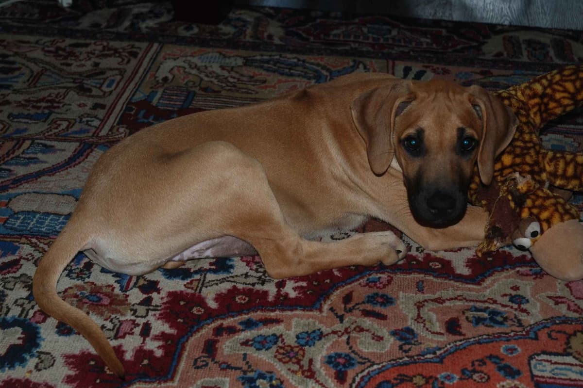 We've discovered yogurt! Rhodesian Ridgeback Puppies breeder image 33