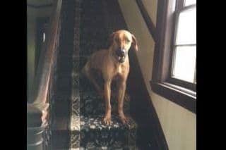 We've discovered yogurt! Rhodesian Ridgeback Puppies breeder image 34