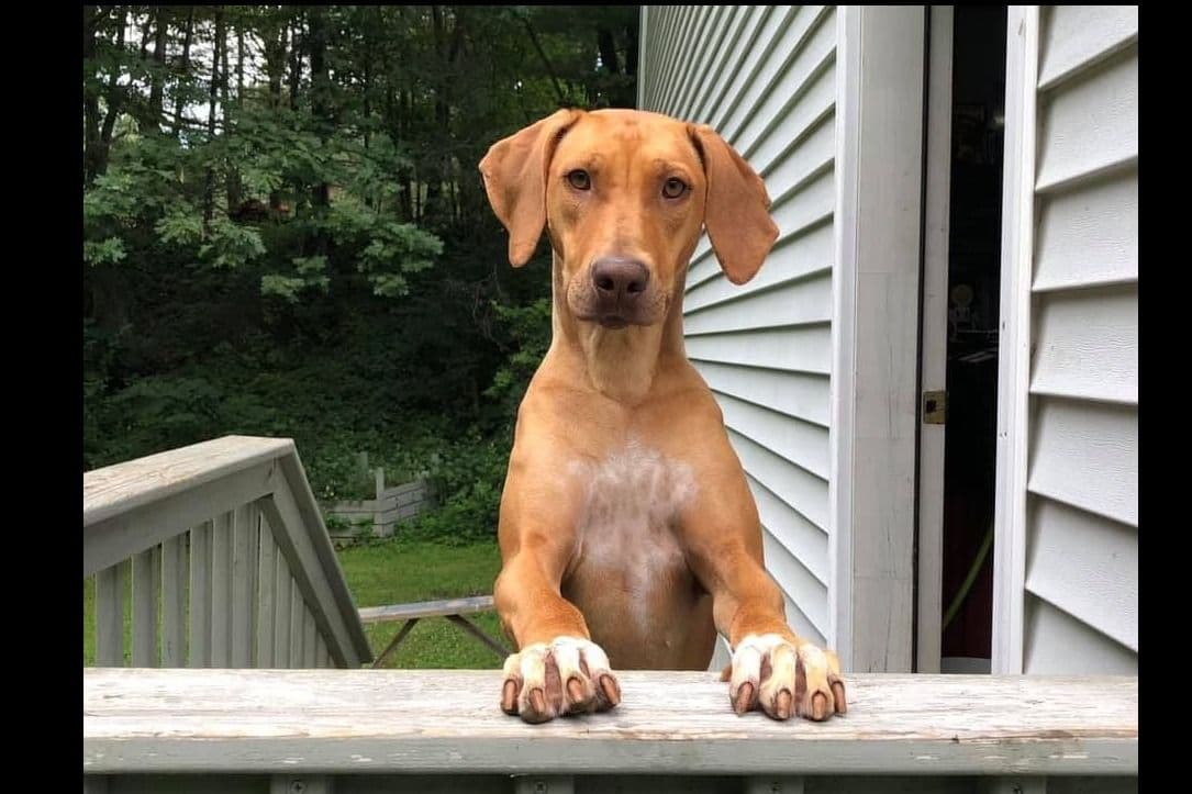 We've discovered yogurt! Rhodesian Ridgeback Puppies breeder image 1