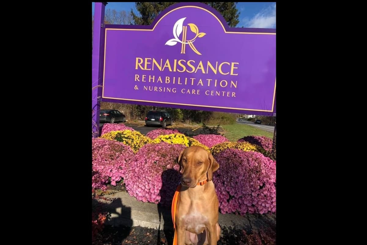 We've discovered yogurt! Rhodesian Ridgeback Puppies breeder image 35