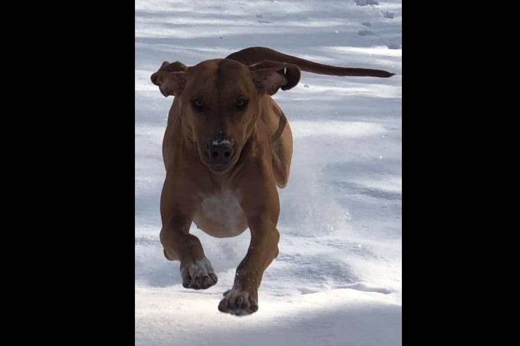 We've discovered yogurt! Rhodesian Ridgeback Puppies breeder image 36