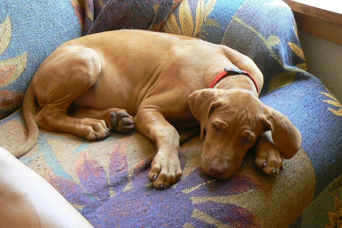 We've discovered yogurt! Rhodesian Ridgeback Puppies breeder image 39