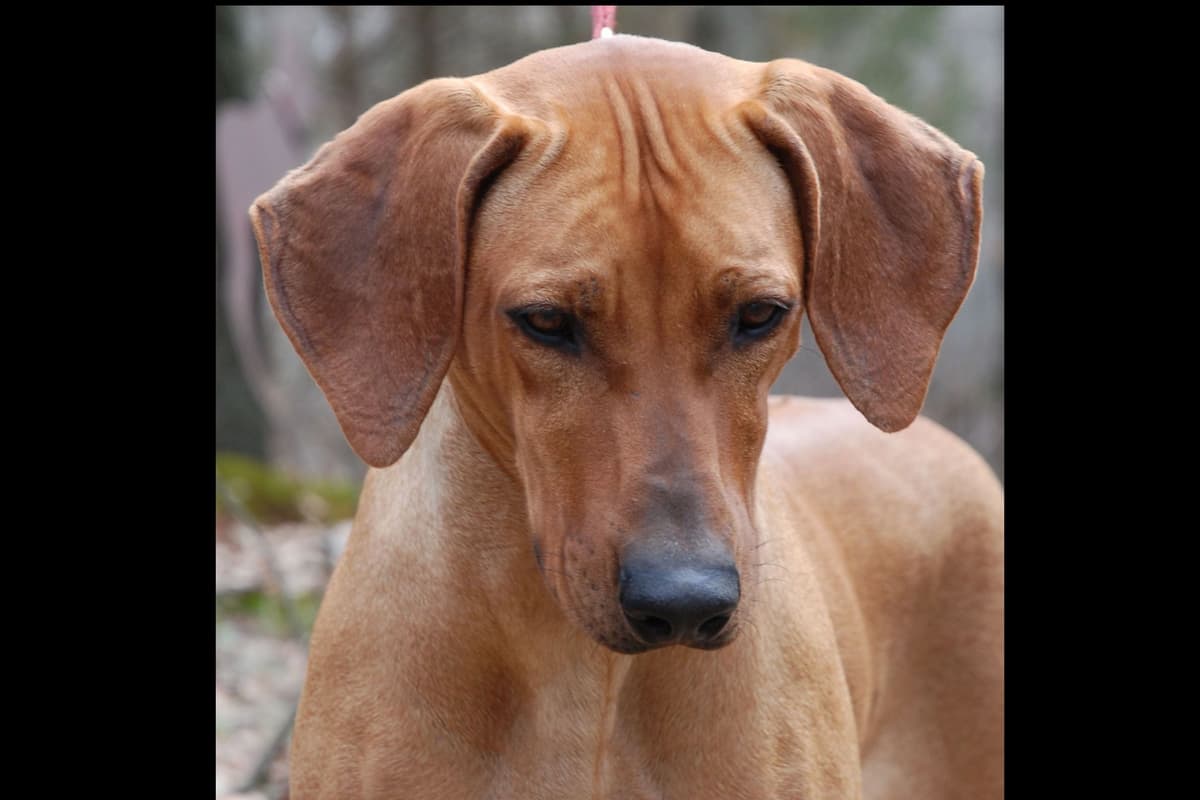 We've discovered yogurt! Rhodesian Ridgeback Puppies breeder image 40
