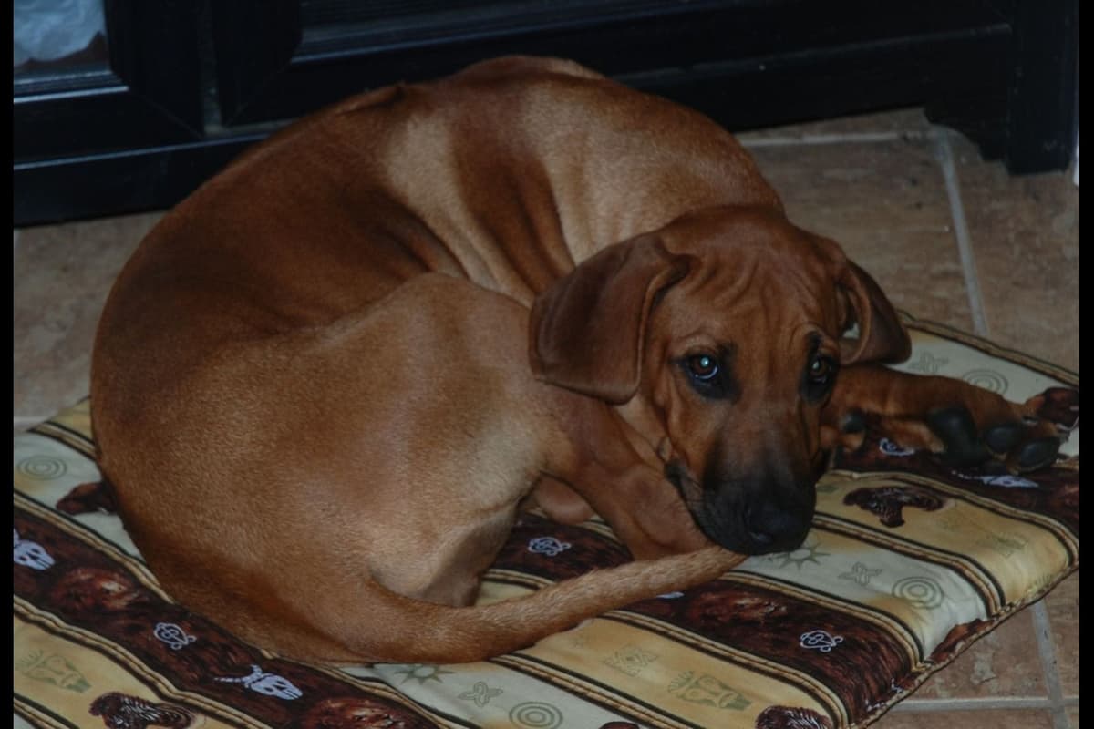 We've discovered yogurt! Rhodesian Ridgeback Puppies breeder image 42