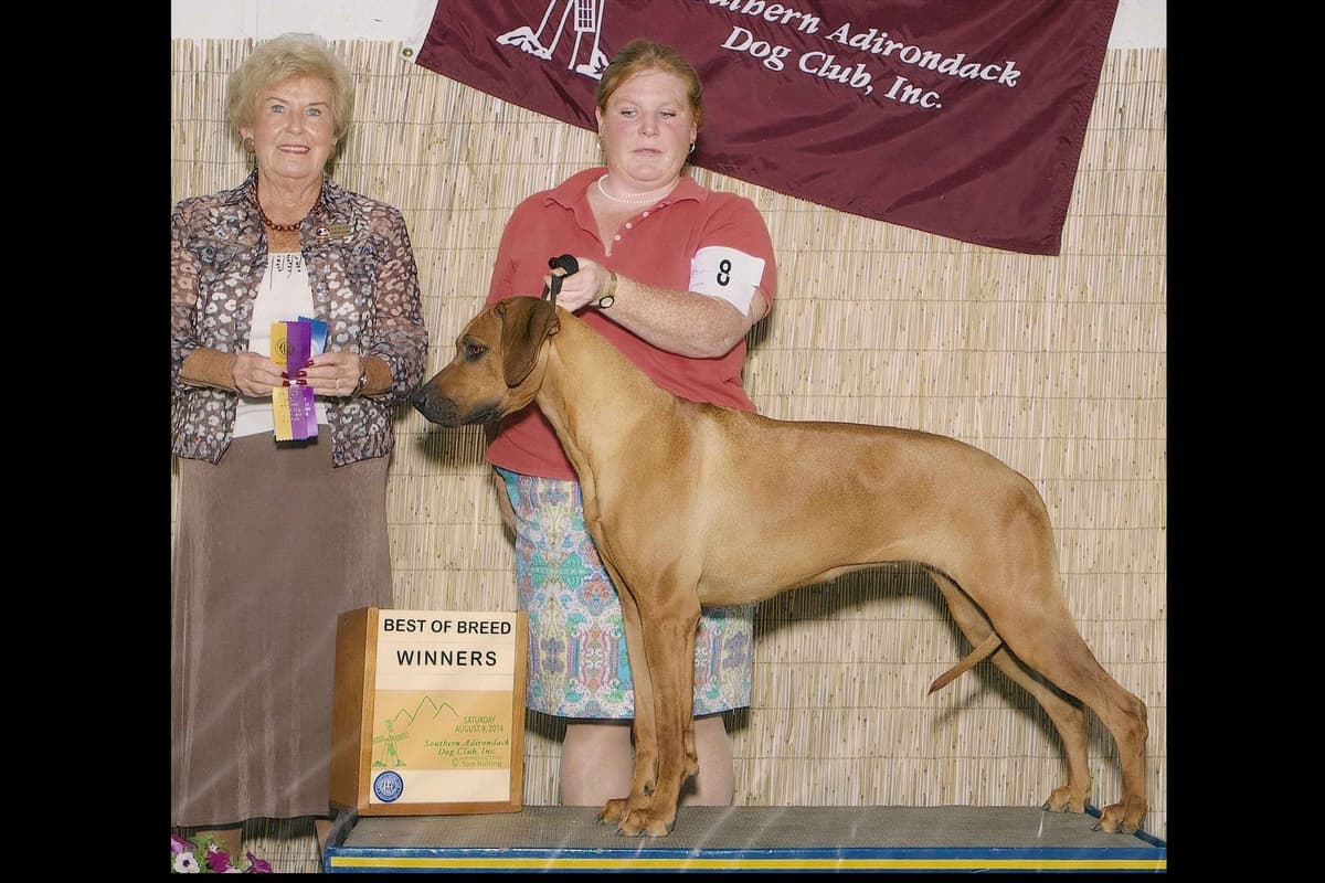 We've discovered yogurt! Rhodesian Ridgeback Puppies breeder image 43