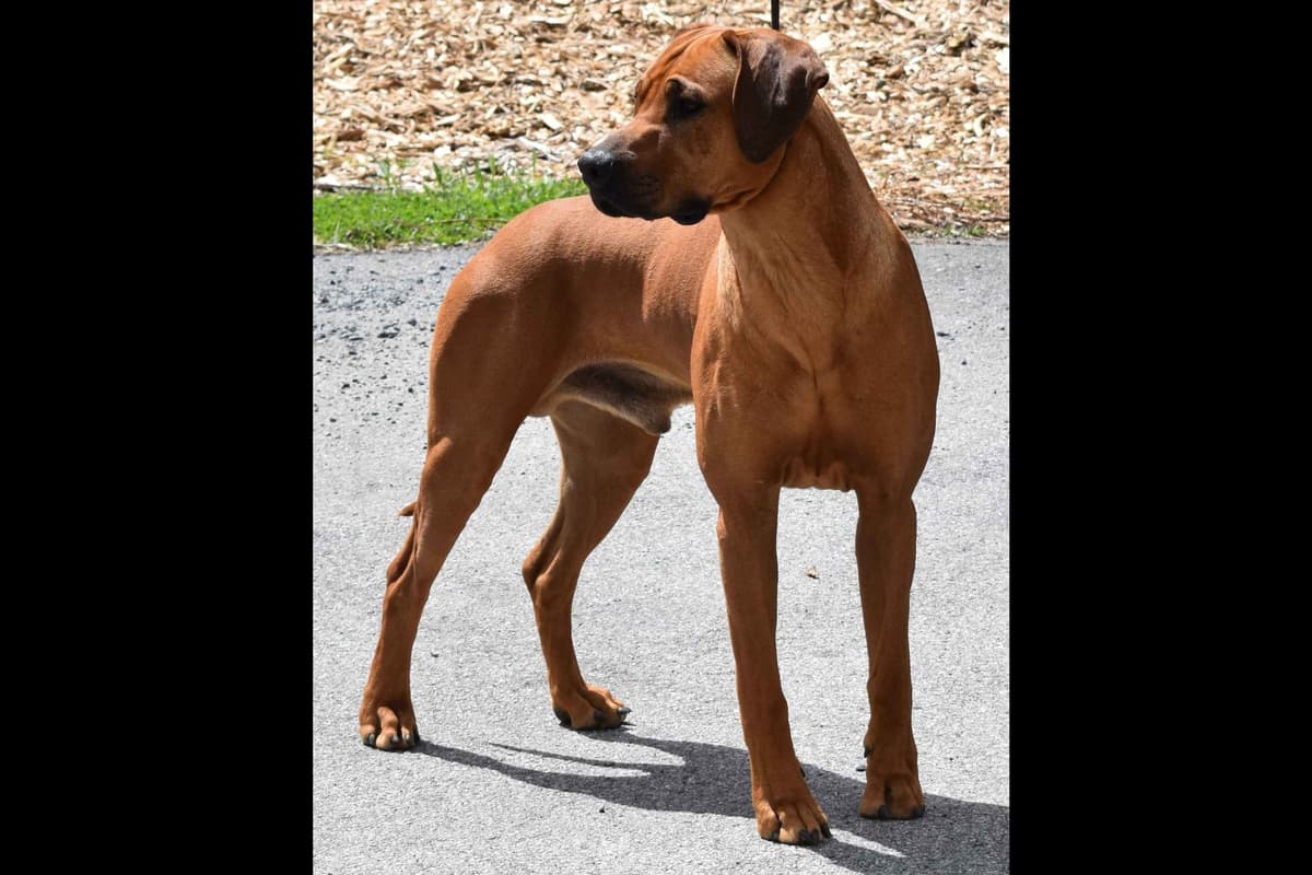 We've discovered yogurt! Rhodesian Ridgeback Puppies breeder image 44