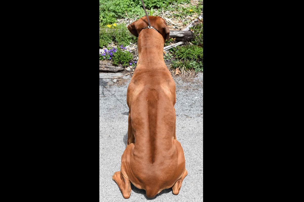 We've discovered yogurt! Rhodesian Ridgeback Puppies breeder image 45