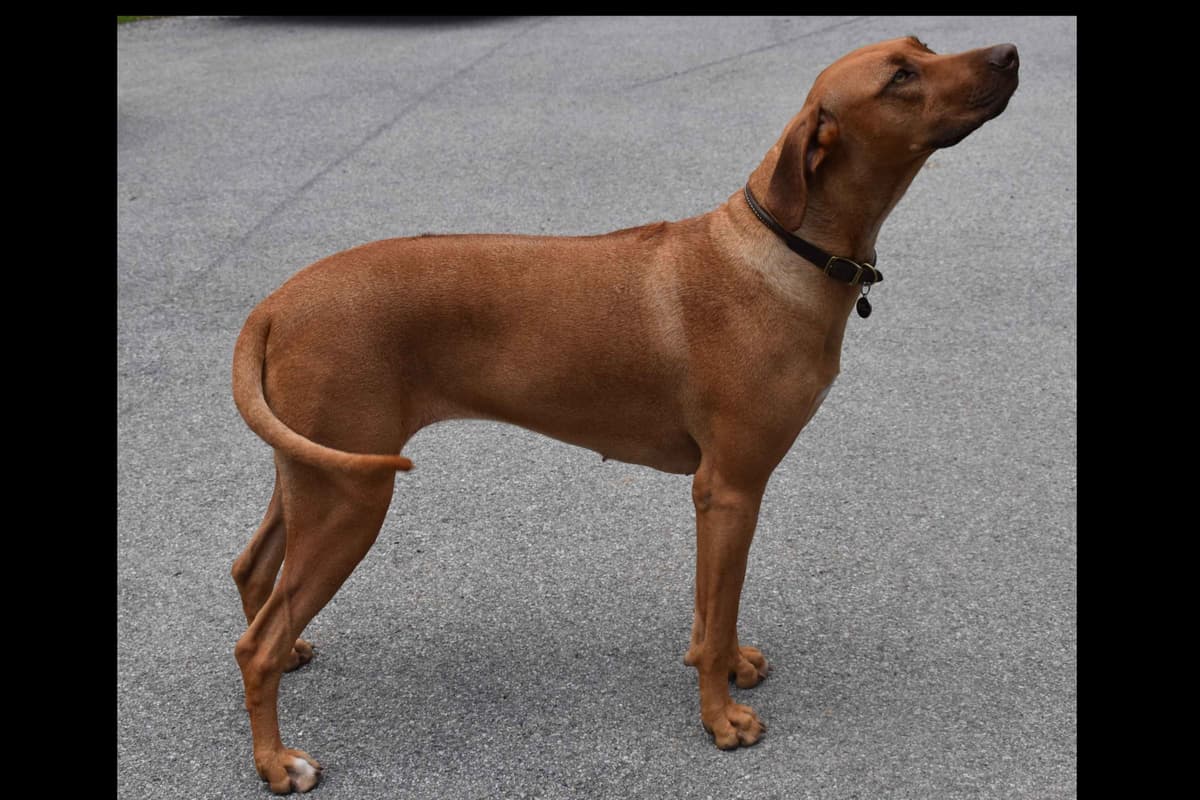 We've discovered yogurt! Rhodesian Ridgeback Puppies breeder image 46