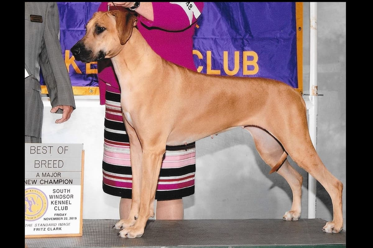 We've discovered yogurt! Rhodesian Ridgeback Puppies breeder image 47