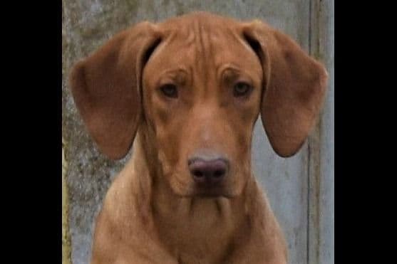 We've discovered yogurt! Rhodesian Ridgeback Puppies breeder image 48
