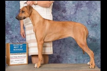 We've discovered yogurt! Rhodesian Ridgeback Puppies breeder image 49