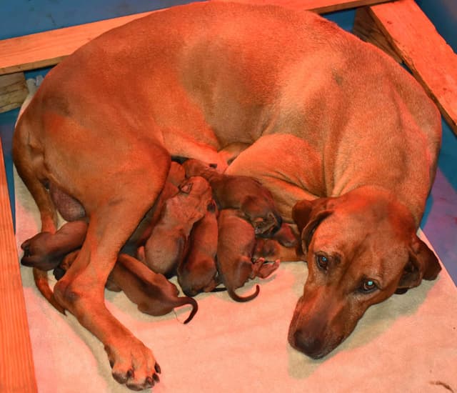We've discovered  yogurt! Rhodesian Ridgeback Puppies media 5
