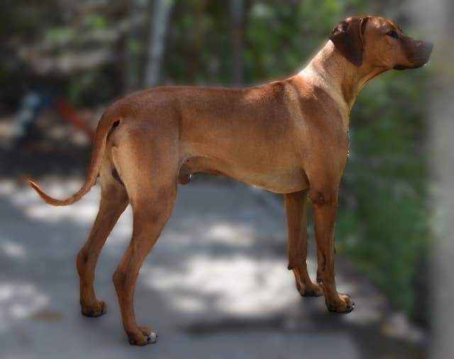 We've discovered  yogurt! Rhodesian Ridgeback Puppies media 7
