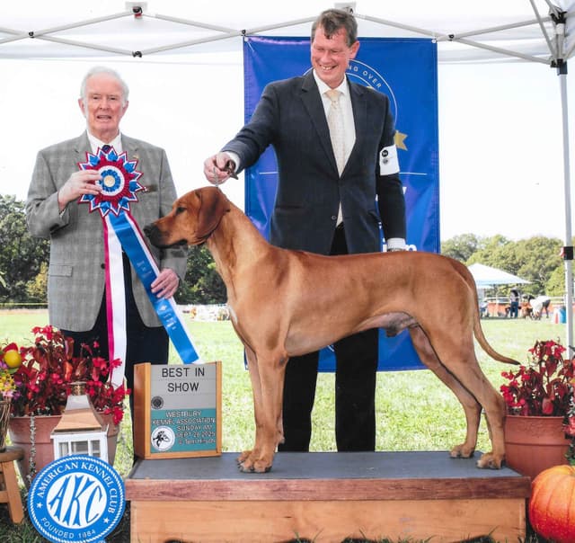 We've discovered  yogurt! Rhodesian Ridgeback Puppies media 6