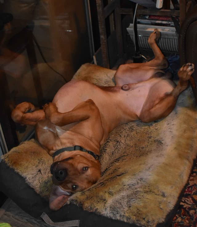 We've discovered  yogurt! Rhodesian Ridgeback Puppies media 8