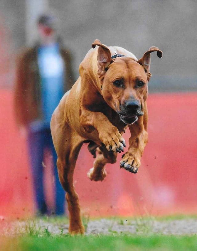 We've discovered  yogurt! Rhodesian Ridgeback Puppies media 12