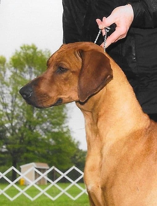 We've discovered  yogurt! Rhodesian Ridgeback Puppies media 9