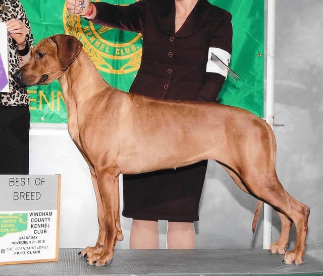 We've discovered  yogurt! Rhodesian Ridgeback Puppies media 11