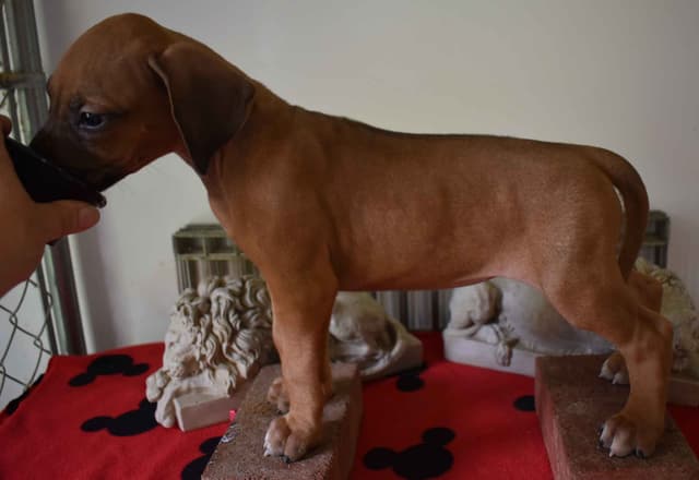 We've discovered  yogurt! Rhodesian Ridgeback Puppies media 2