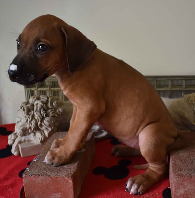 We've discovered  yogurt! Rhodesian Ridgeback Puppies media 3