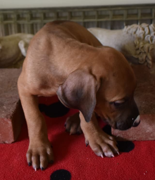 We've discovered  yogurt! Rhodesian Ridgeback Puppies media 4